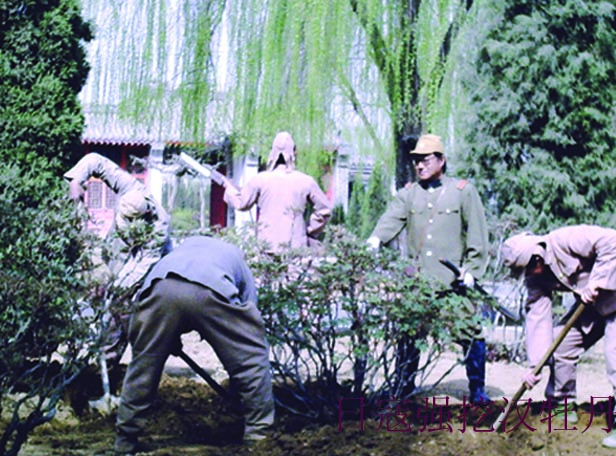 108日军强挖汉牡丹.jpg