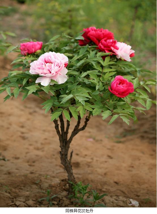 同株异花.jpg